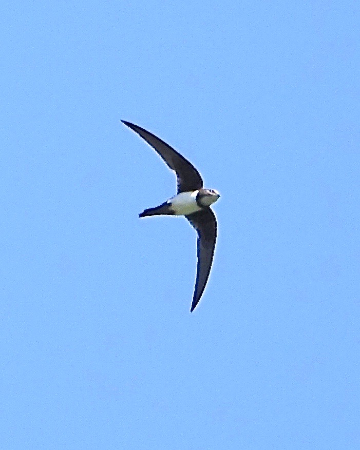 alpine swift